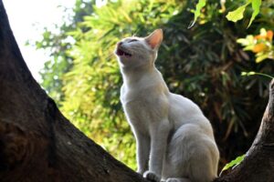 dlaczego koty ćwierkają