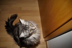 godzina policyjna dla kotów