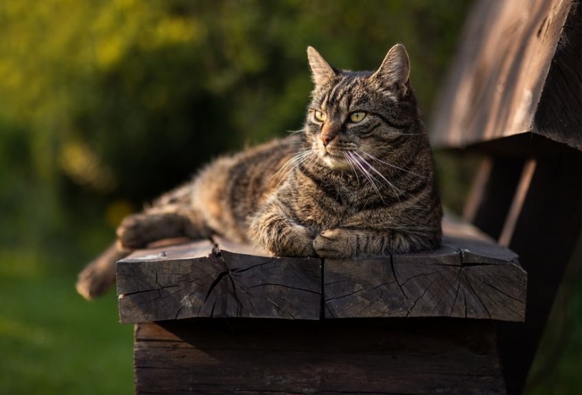 kot europejski na ławce