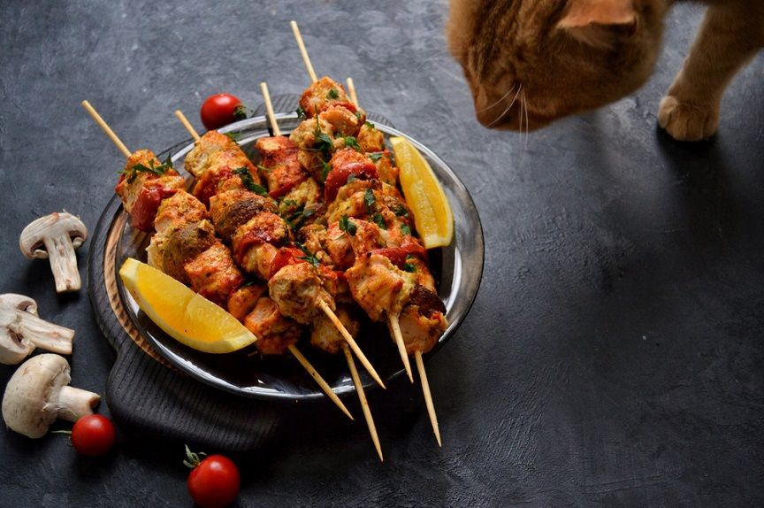 Z kotem na grillu - czym możesz go poczęstować?