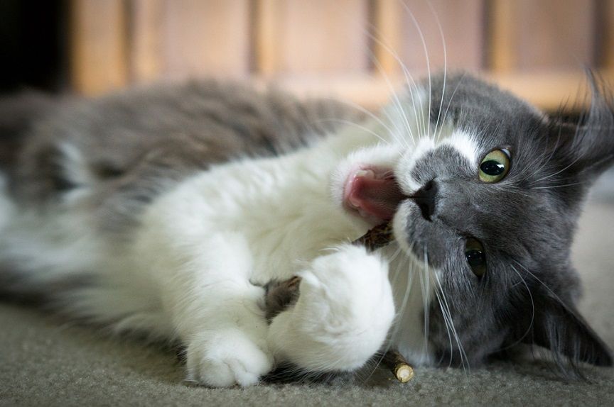 Kot gryzący matatabi.