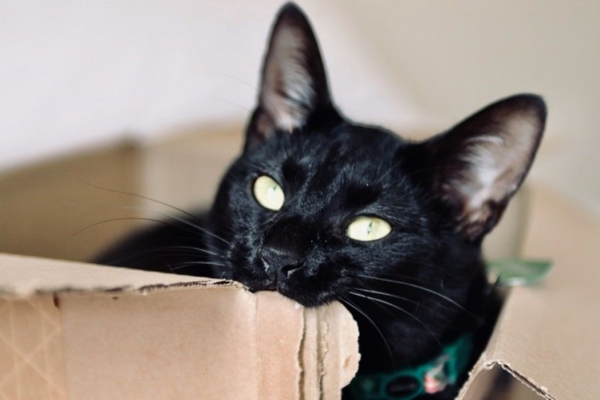 kot gryzie karton-min.jpg