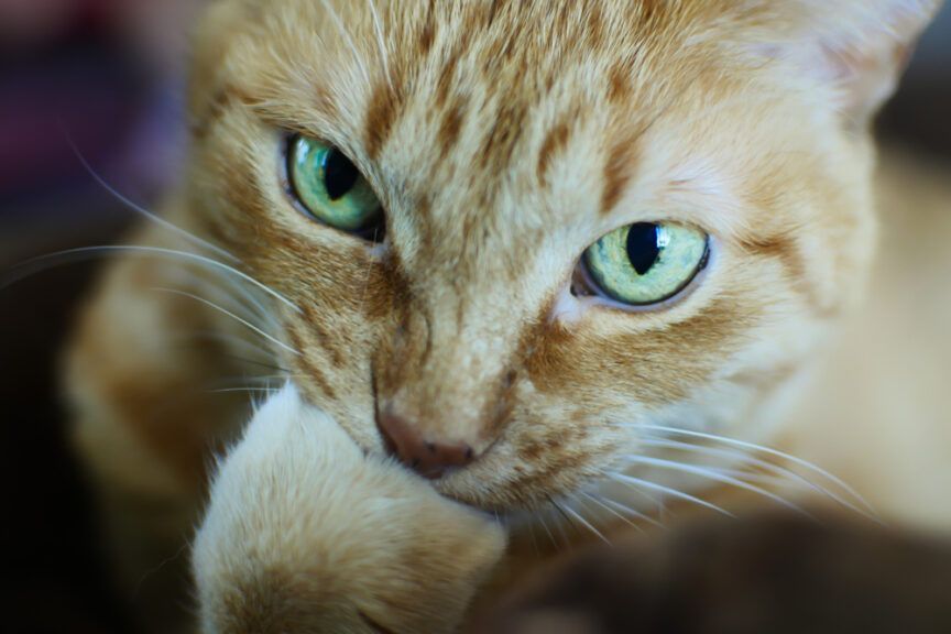 nietypowe zachowania, kot gryzie łapkę