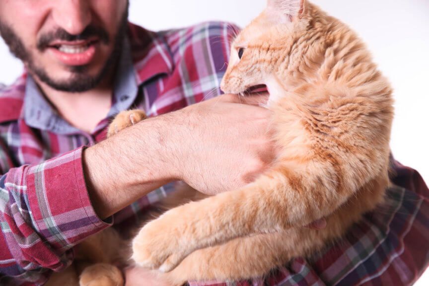 ludzie, którzy nie lubią kotów