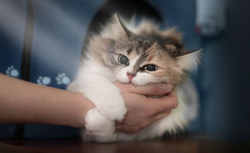 czego uczą nas koty