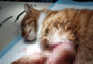 kot gumka recepturka