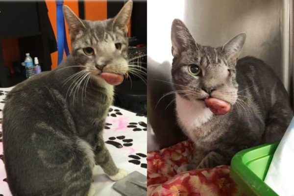 kotka z guzem na pyszczku