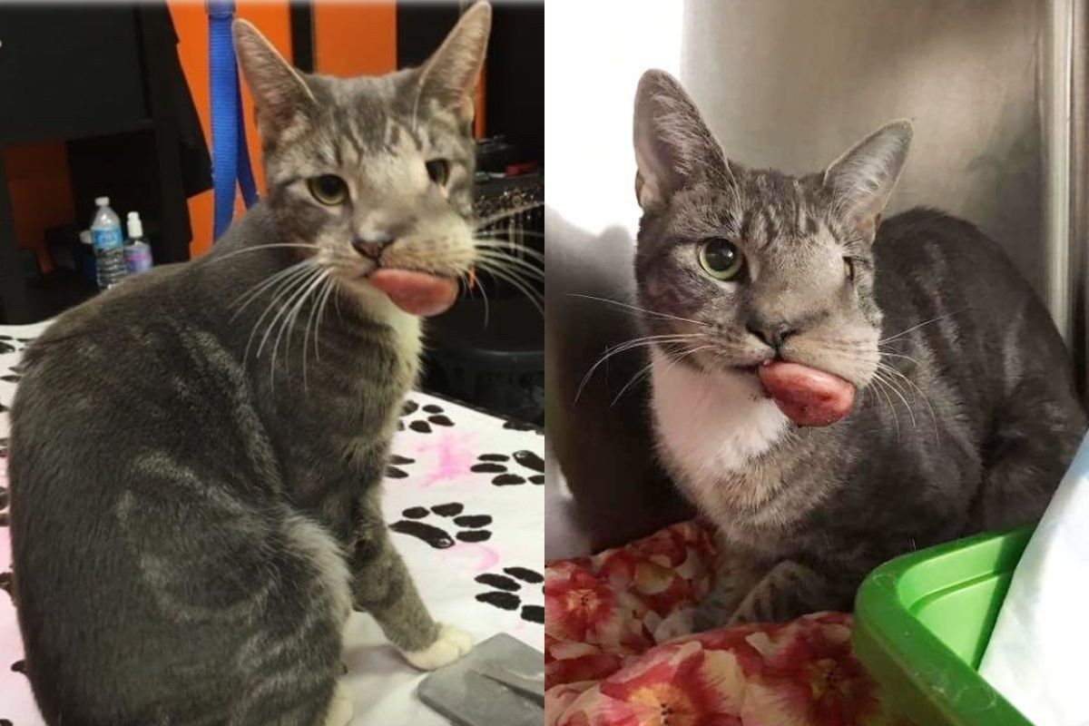 kotka z guzem na pyszczku