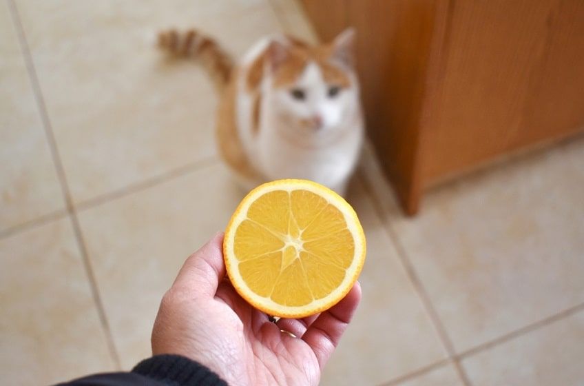 kot i cytrusy-min.jpg
