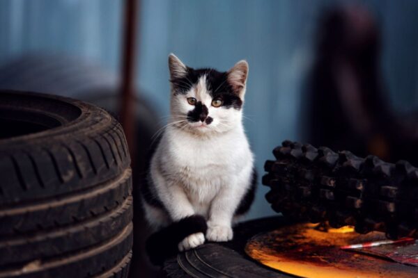 czy kot może mieszkać w garażu