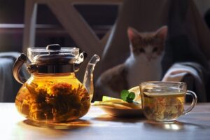 Naturalne sposoby na infekcje dróg moczowych u kotów mogą wspomagać leczenie farmakologiczne. Warto je zastosować, by zwalczyć chorobę.