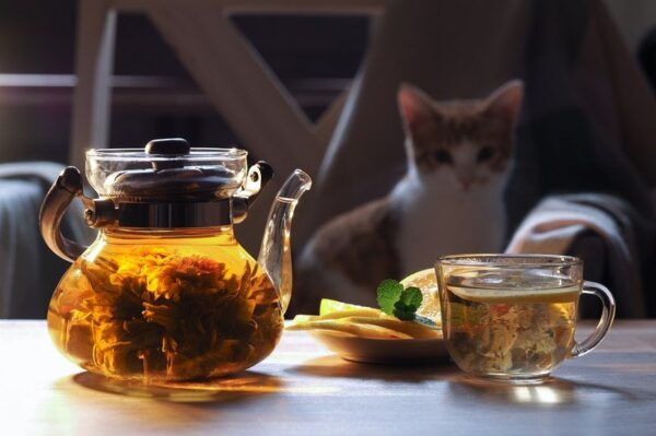 Naturalne sposoby na infekcje dróg moczowych u kotów mogą wspomagać leczenie farmakologiczne. Warto je zastosować, by zwalczyć chorobę.