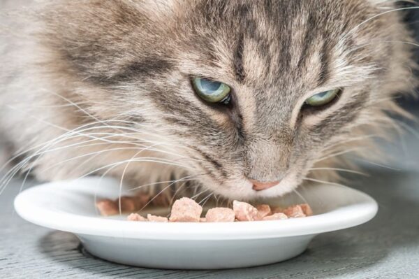 czy kocia karma jest zepsuta