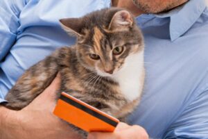 miaucząca karta debetowa