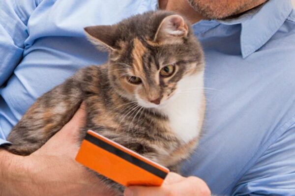 miaucząca karta debetowa