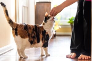 jak wytresować kota