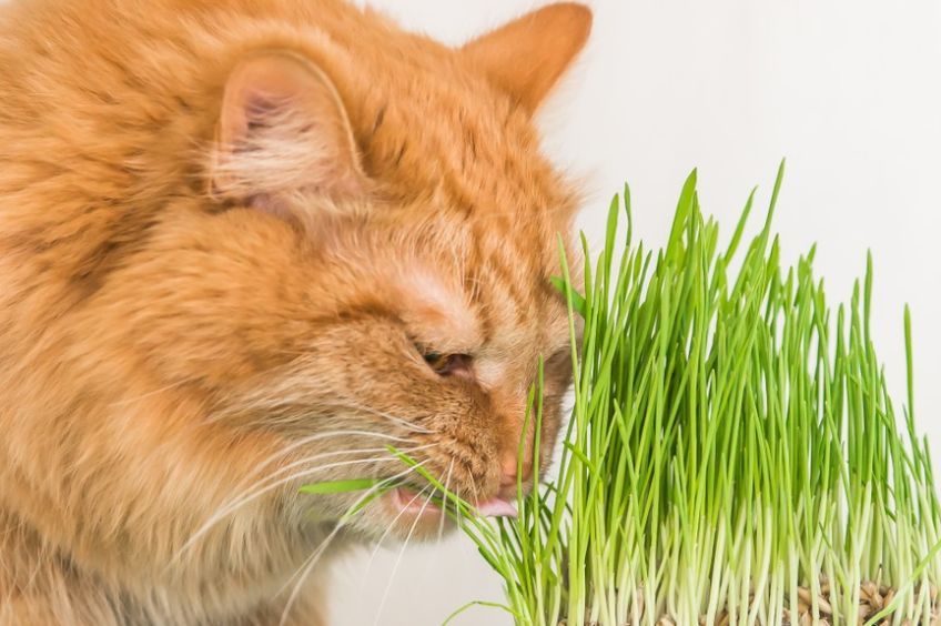 wzbogacić środowisko kota