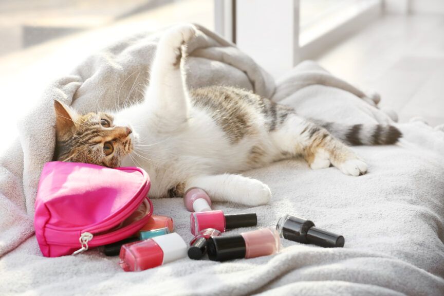 koty zbierają przedmioty