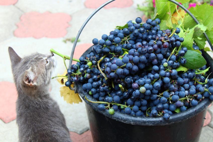 czy koty mogą jeść winogrona