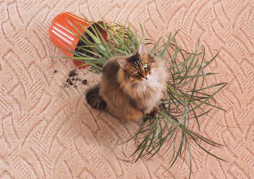 gdyby kot umiał mówić