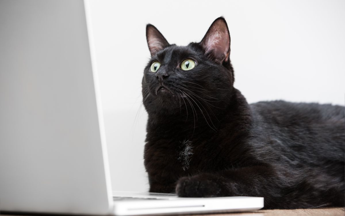 koty oglądają seriale