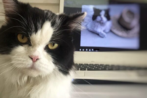 śmieszne kocie filmiki