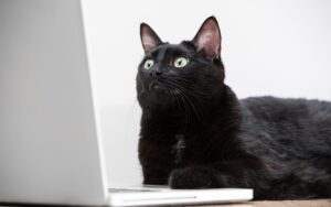 koty oglądają seriale