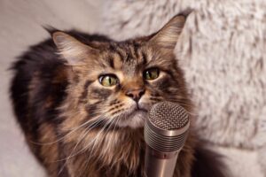 gdy kot jest sam w domu