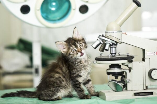 jakiej rasy jest mój kot