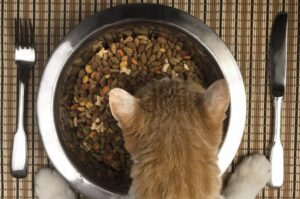 miska, dla kota, kot przy metalowej misce z suchą karmą