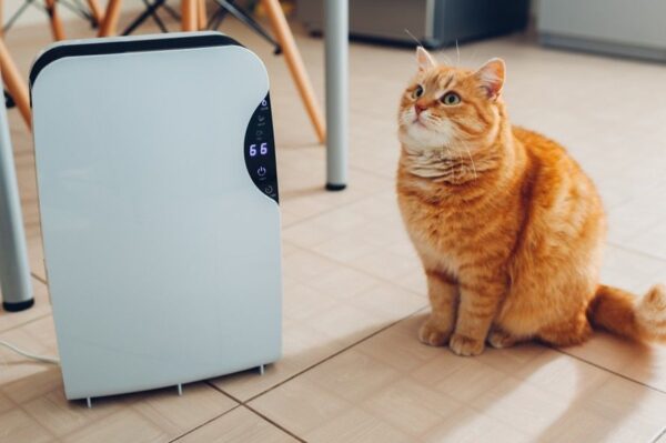 nawilżacz powietrza a kot