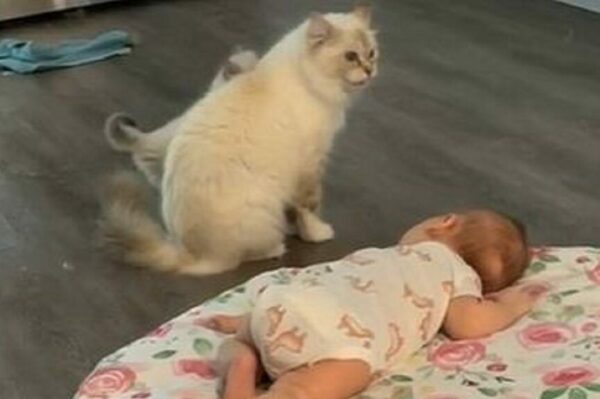 kocia mama i niemowlę