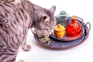 Ocet jabłkowy dla kota? Ten pomysł może brzmieć nieco dziwnie, jednak jest to pomysł nurtu weterynarii niekonwencjonalnej.