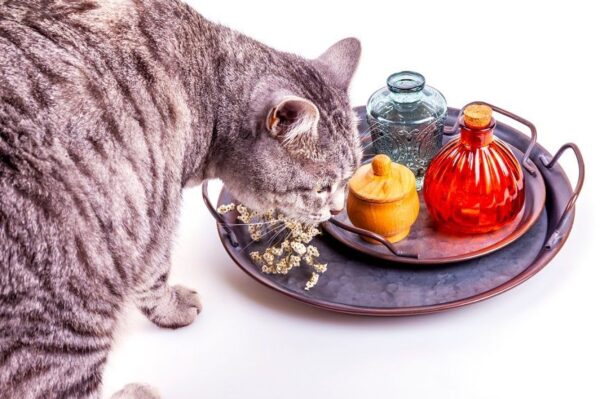 Ocet jabłkowy dla kota? Ten pomysł może brzmieć nieco dziwnie, jednak jest to pomysł nurtu weterynarii niekonwencjonalnej.