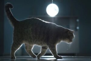czy kot reaguje na pełnię księżyca