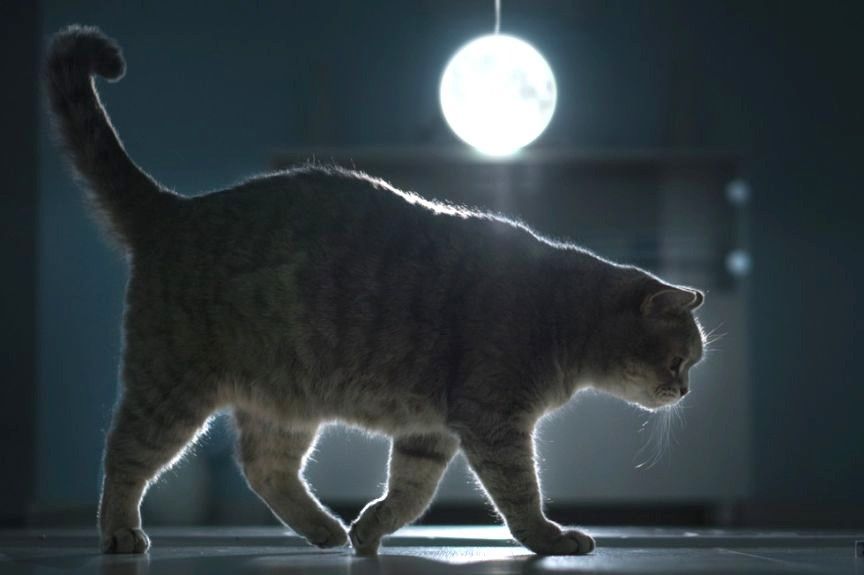 czy kot reaguje na pełnię księżyca