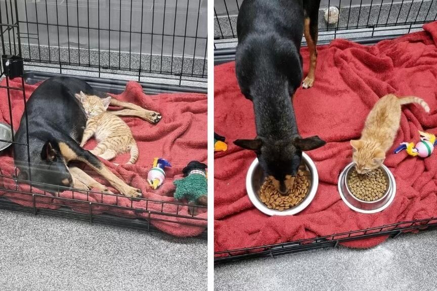 uratowany kotek zaopiekował się psem