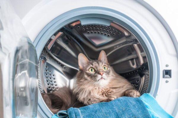 kot i pralka