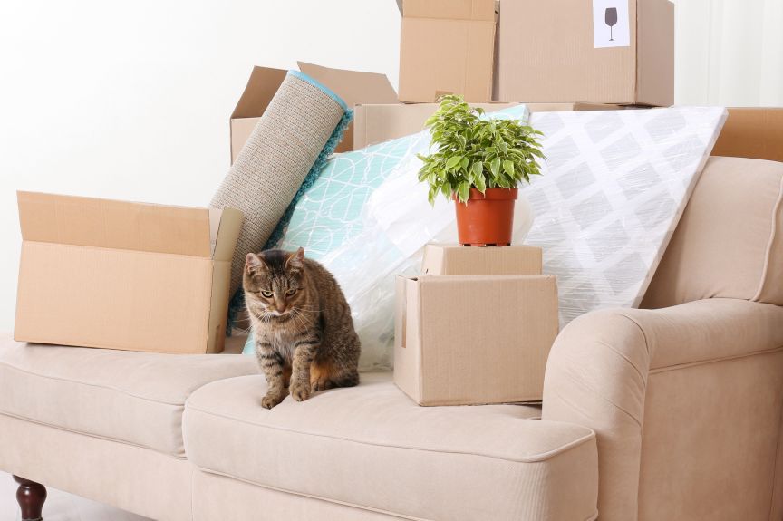 jak przyzwyczaić kota do nowego domu