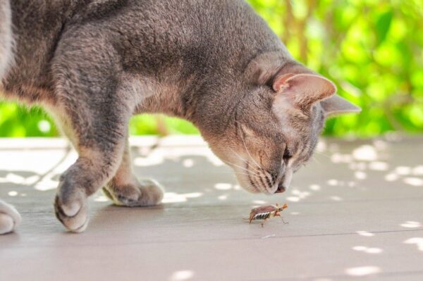 karma z owadów dla kota