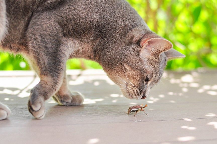 karma z owadów dla kota