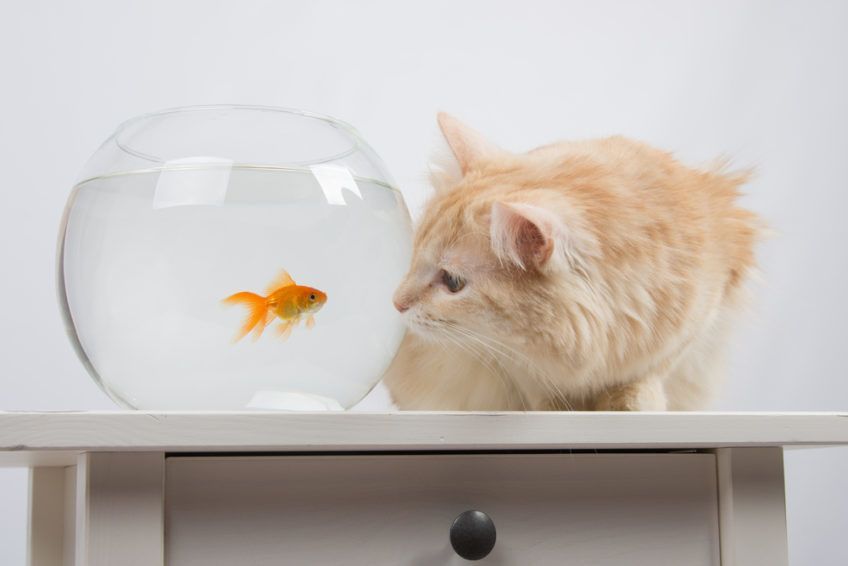 kot i zlota rybka