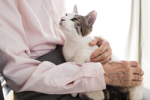 kot na starość Kocie nawyki