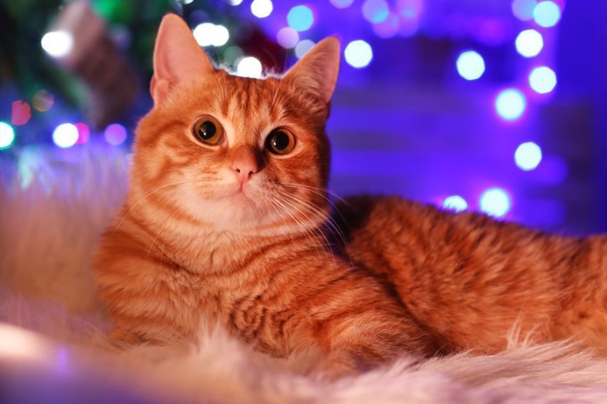 horoskop na 2020 rok