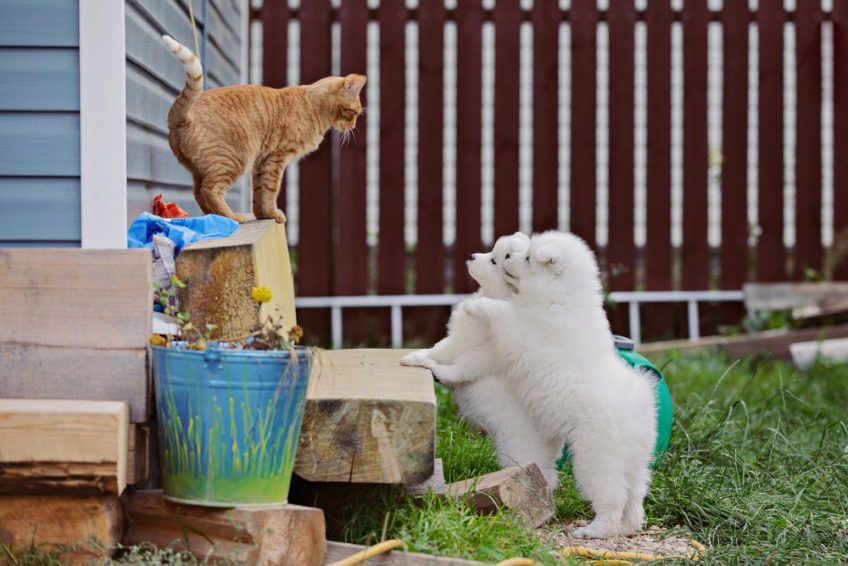 kot i szczeniaki
