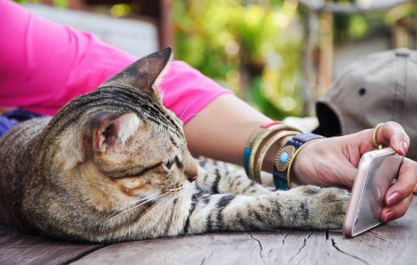 codzienność z kotem