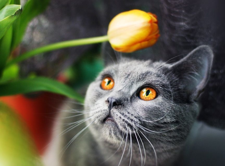 błędy właścicieli kotów