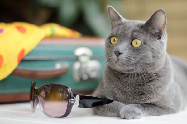 opieka nad kotem w wakacje