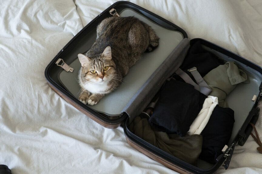 z kotem podczas urlopu