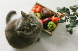 warzywa dla kota